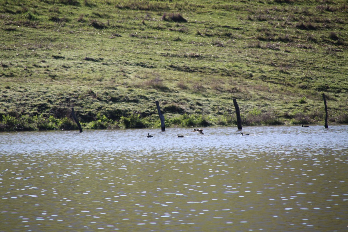 Yellow-billed Pintail - ML640982277