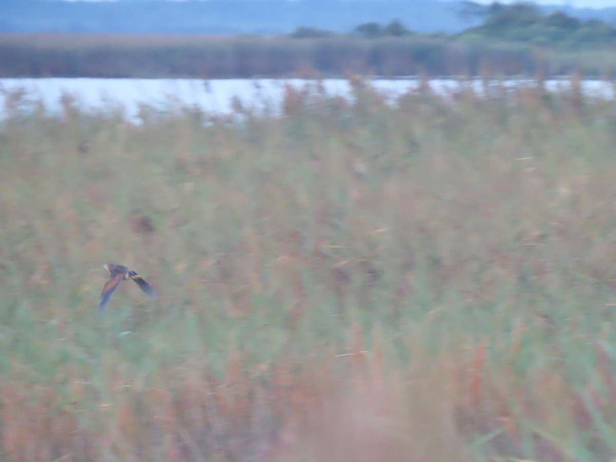 Least Bittern - ML640982279