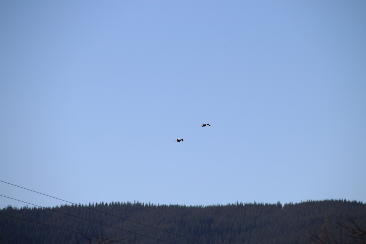 Yellow-billed Pintail - ML640982312