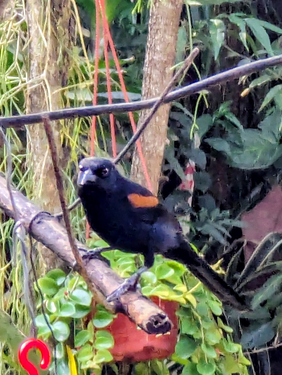 Variable Oriole - ML640982355
