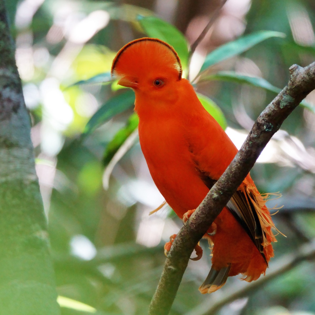 Guianan Cock-of-the-rock - ML640982414