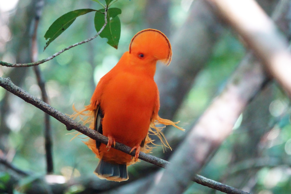 Coq-de-roche orange - ML640982415