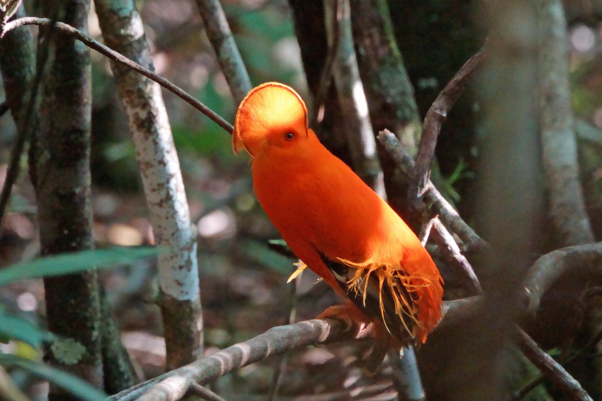 Coq-de-roche orange - ML640982418