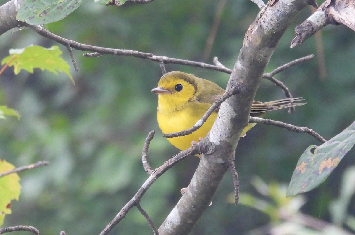 hetteparula - ML640982432