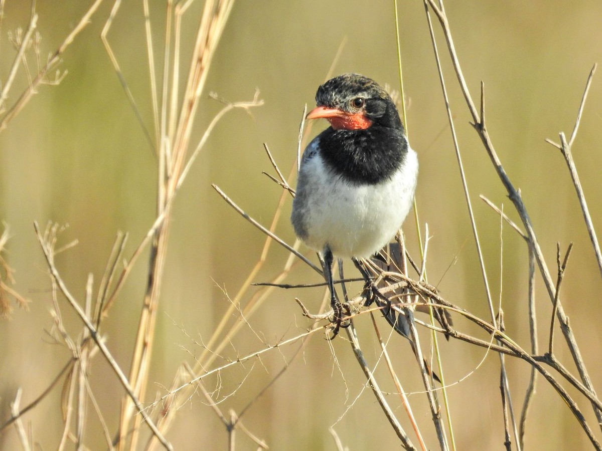 Strange-tailed Tyrant - ML640982475