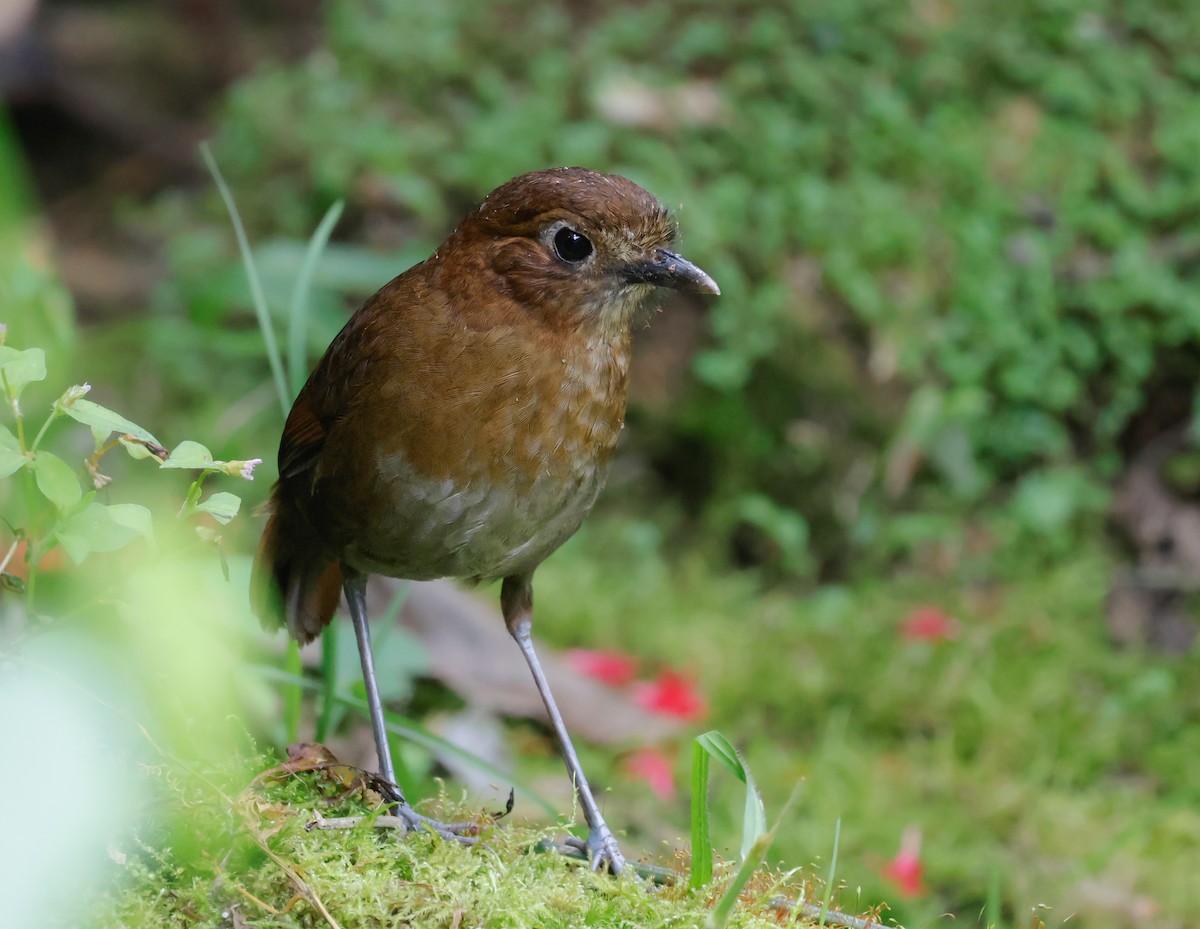 Brown-banded Antpitta - ML640982490