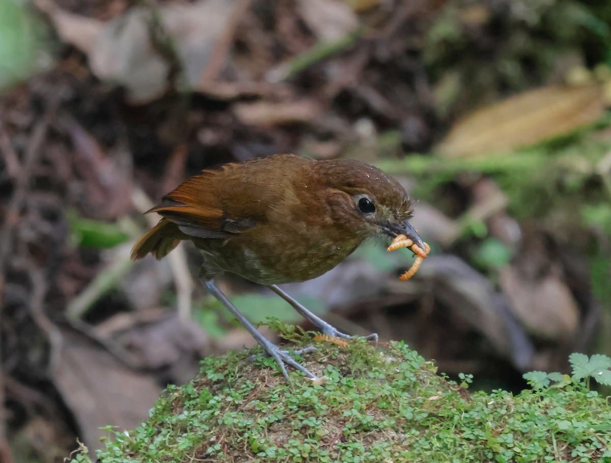 Brown-banded Antpitta - ML640982491
