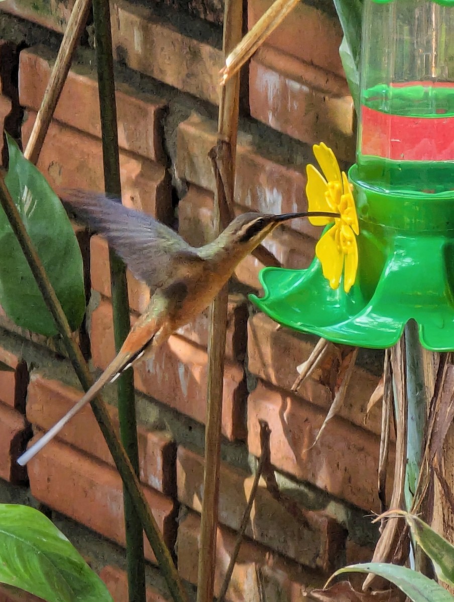 Planalto Hermit - ML640982500