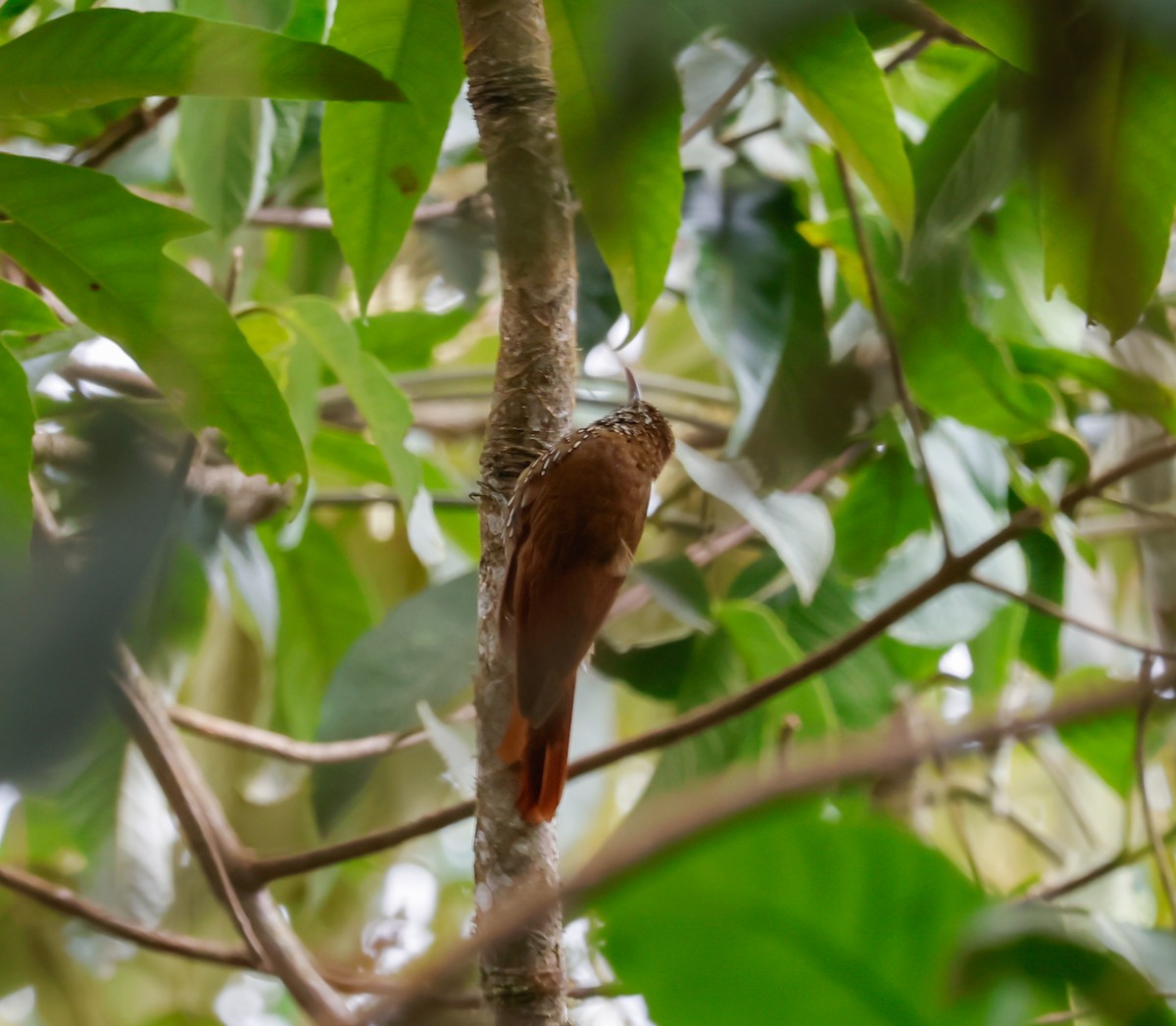 Montane Woodcreeper - ML640982504