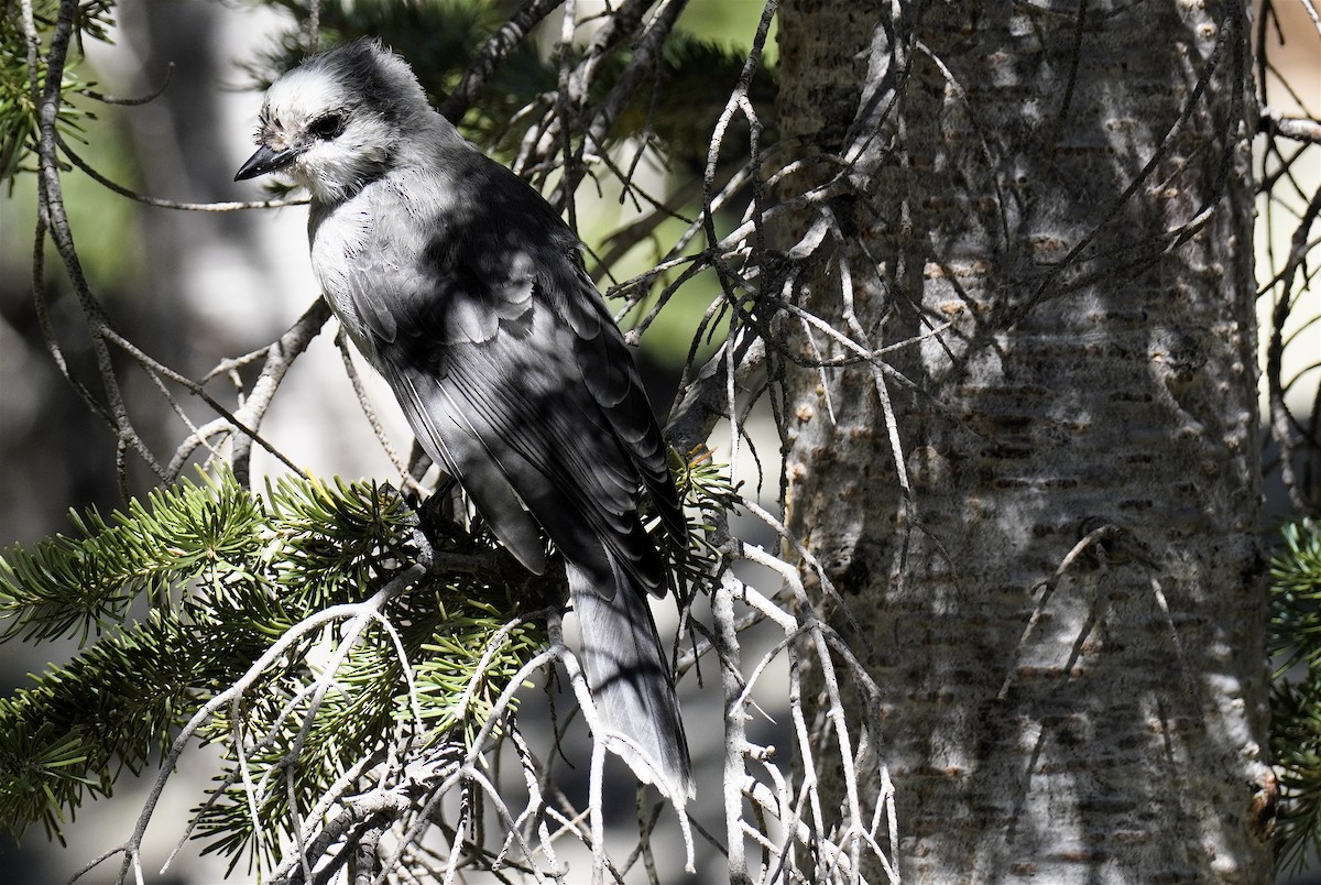 Canada Jay - ML640982558