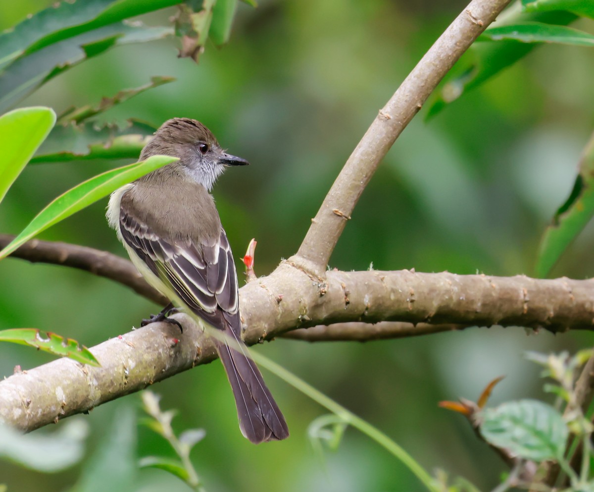 Pale-edged Flycatcher - ML640982562