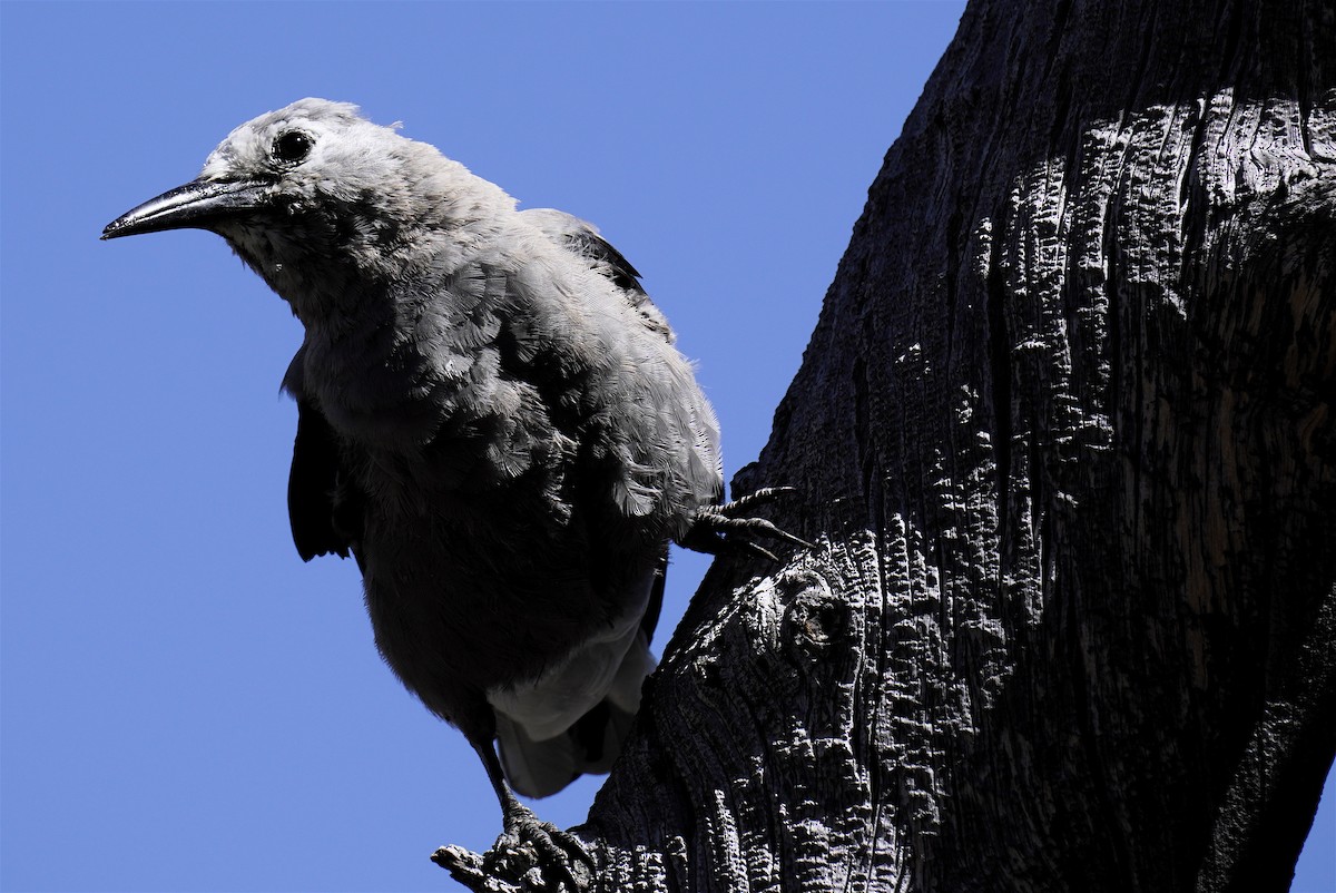 Clark's Nutcracker - ML640982565