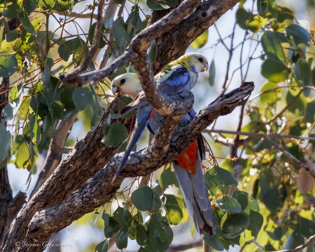 Pale-headed Rosella - ML640982566
