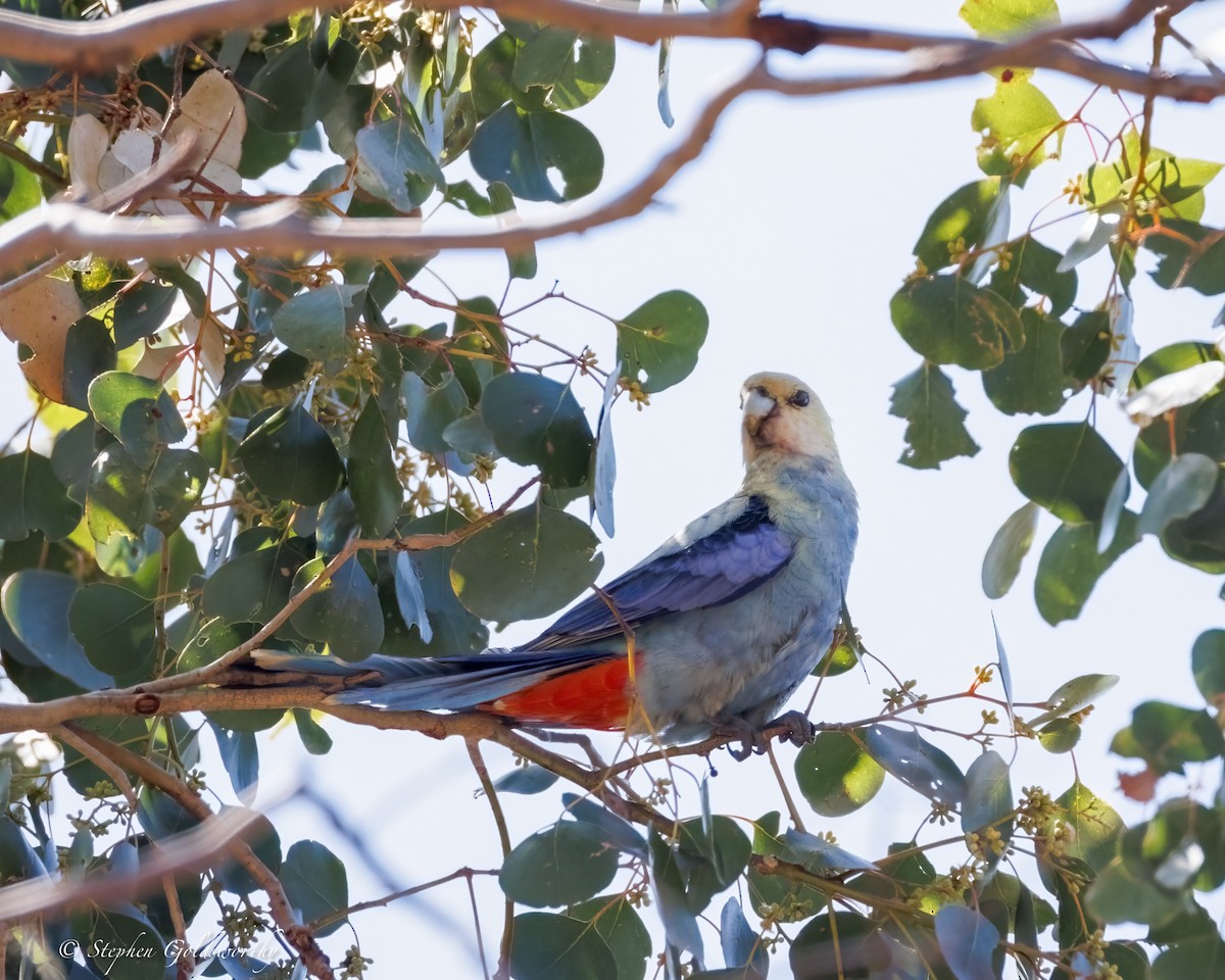 Pale-headed Rosella - ML640982567