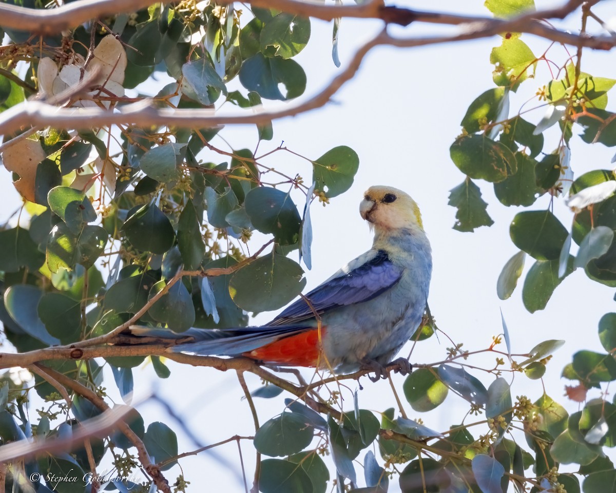 Pale-headed Rosella - ML640982568