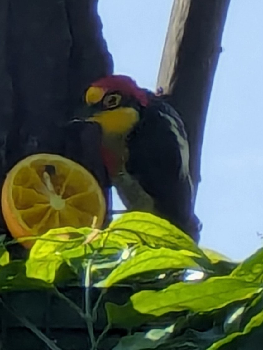 Yellow-fronted Woodpecker - ML640982574