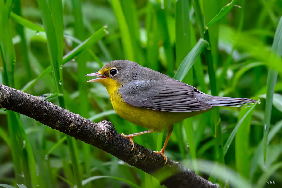 Canada Warbler - ML640982629