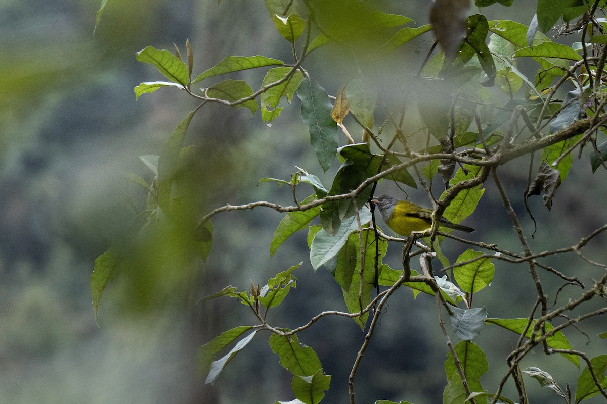 Gray-hooded Bush Tanager - ML640982641