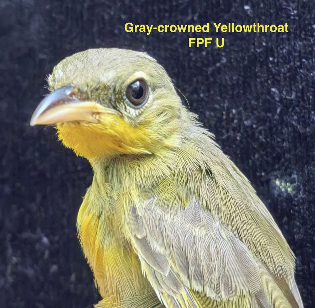 Gray-crowned Yellowthroat - ML640982645