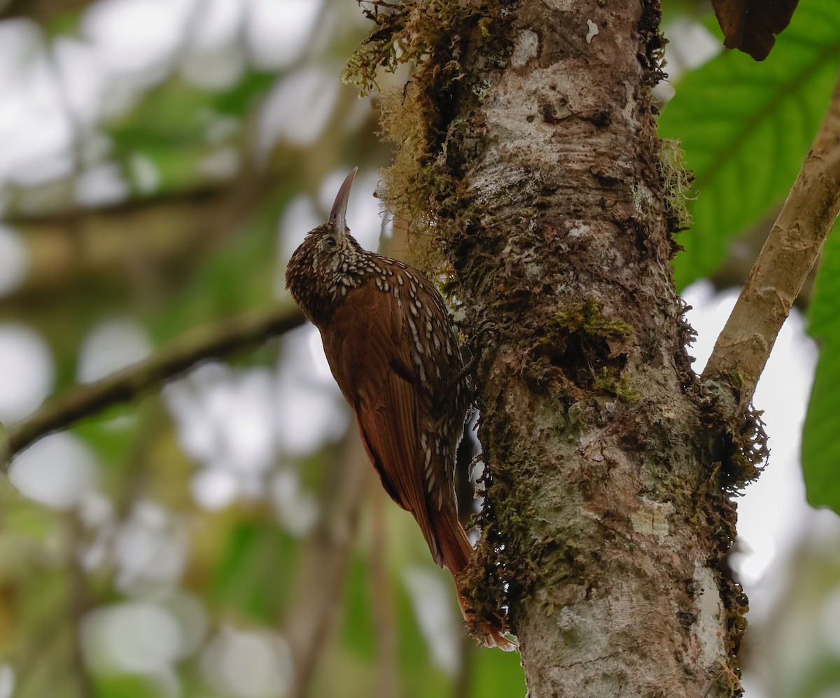 Montane Woodcreeper - ML640982658