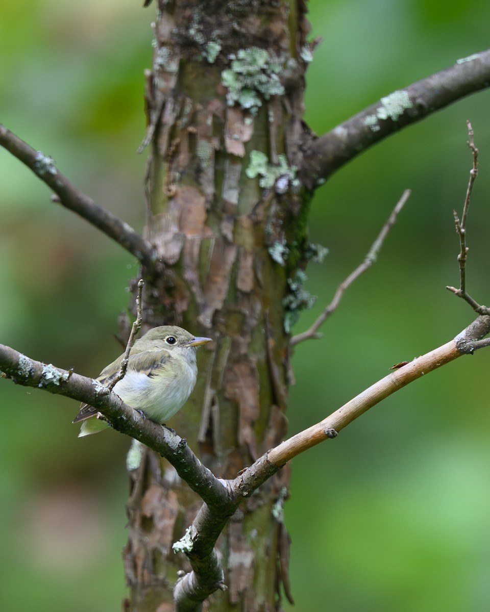 Acadian Flycatcher - ML640982659