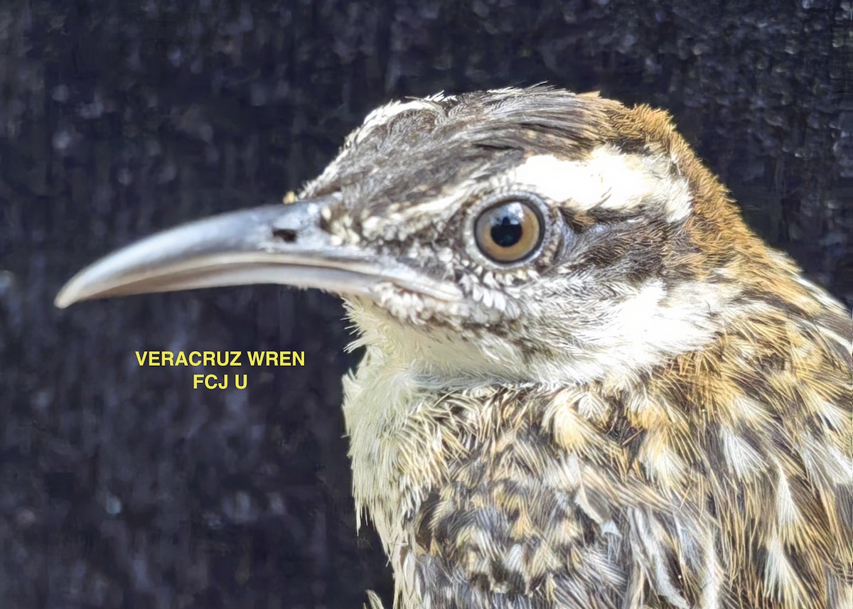 Veracruz Wren - ML640982686
