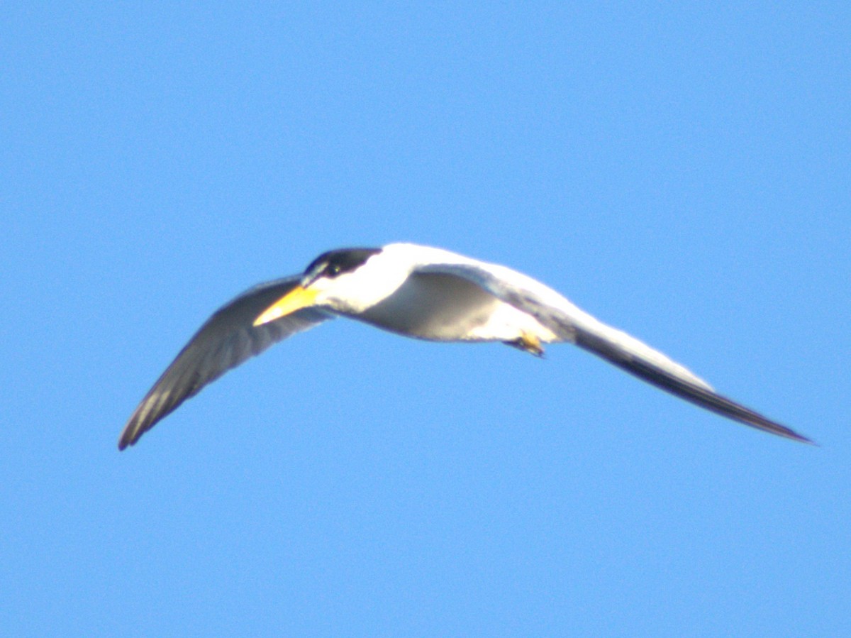 Yellow-billed Tern - ML640982719