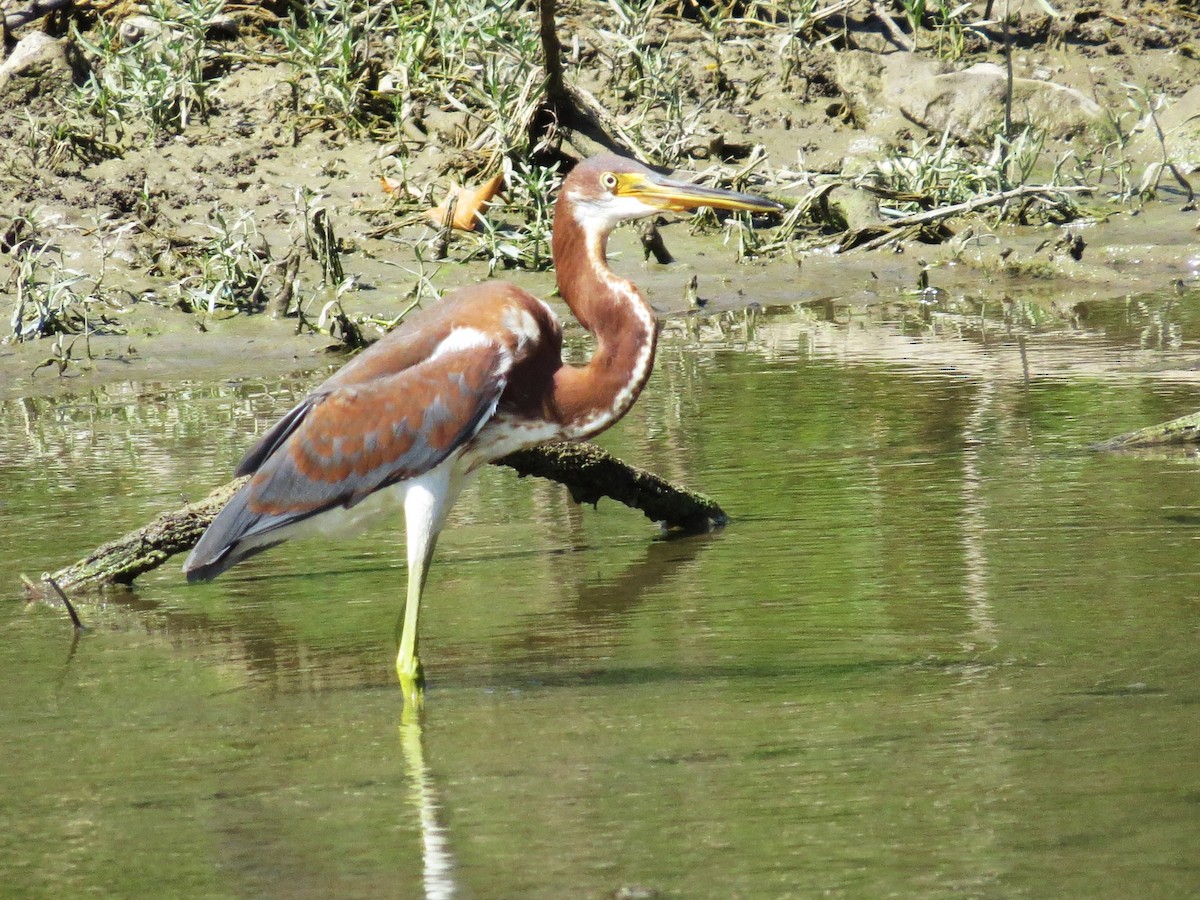 Tricolored Heron - ML640982729