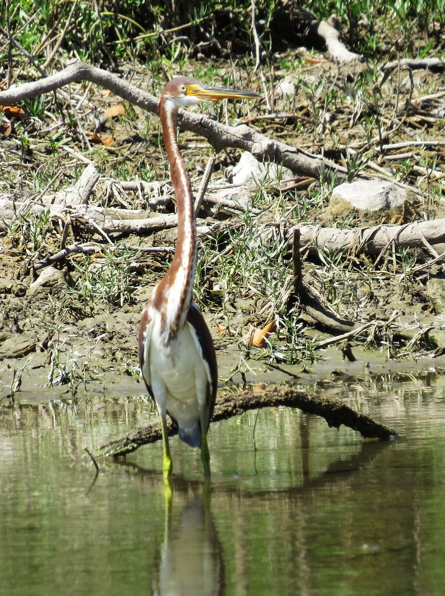 Tricolored Heron - ML640982731