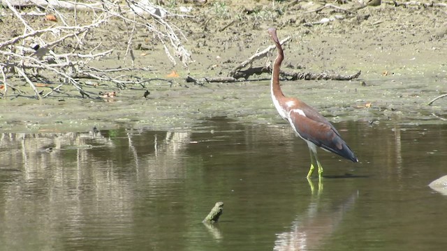 Tricolored Heron - ML640982740