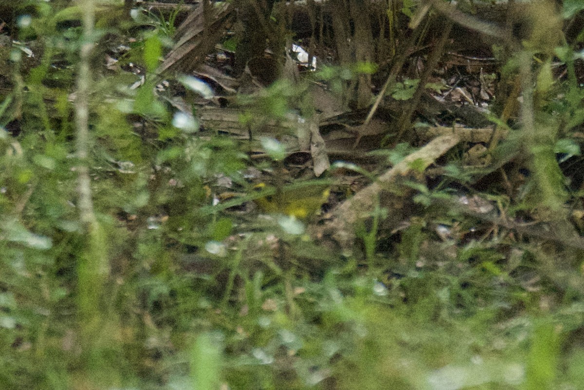 Kentucky Warbler - ML640982742