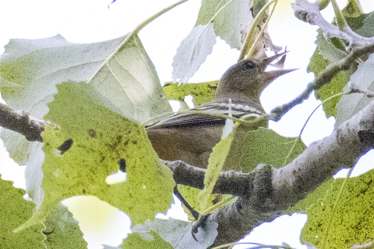 new world oriole sp. - ML640982744