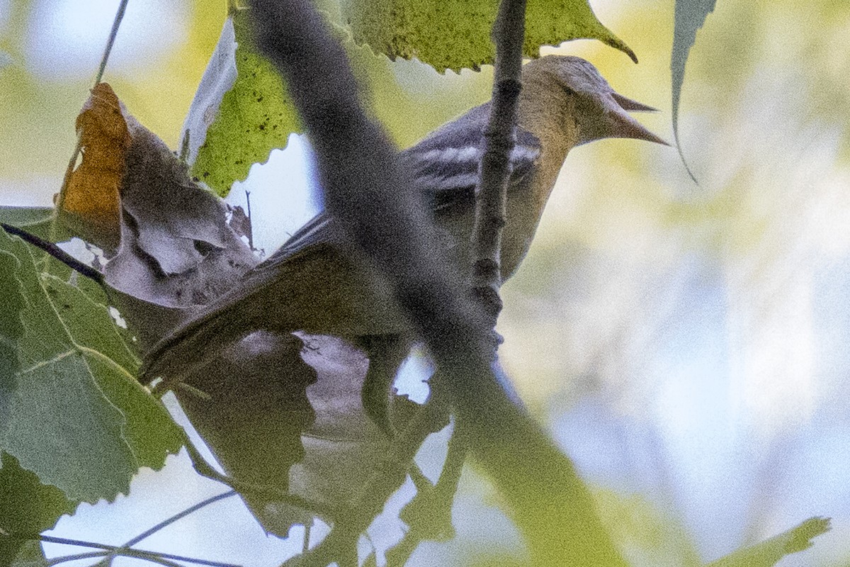 new world oriole sp. - ML640982745