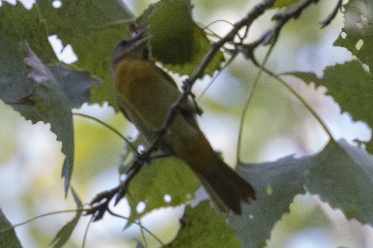new world oriole sp. - ML640982746