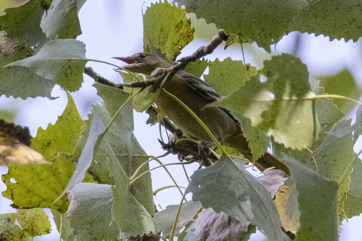 new world oriole sp. - ML640982747