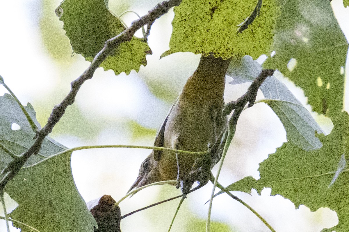 new world oriole sp. - ML640982757