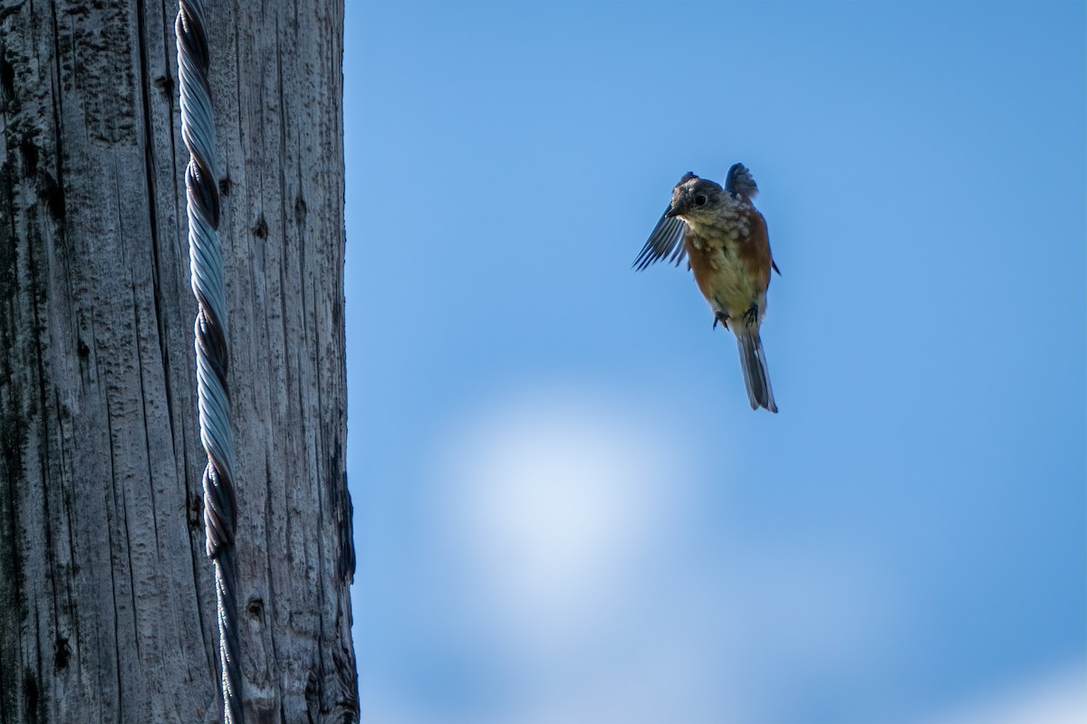 Eastern Bluebird - ML640982787