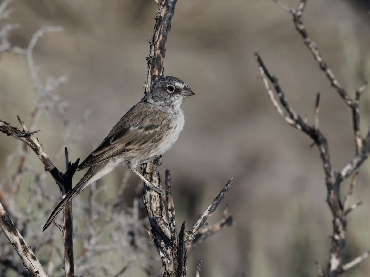 Sagebrush Sparrow - ML640982843
