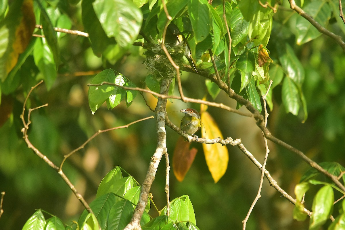 Rufous-browed Peppershrike - ML640982867