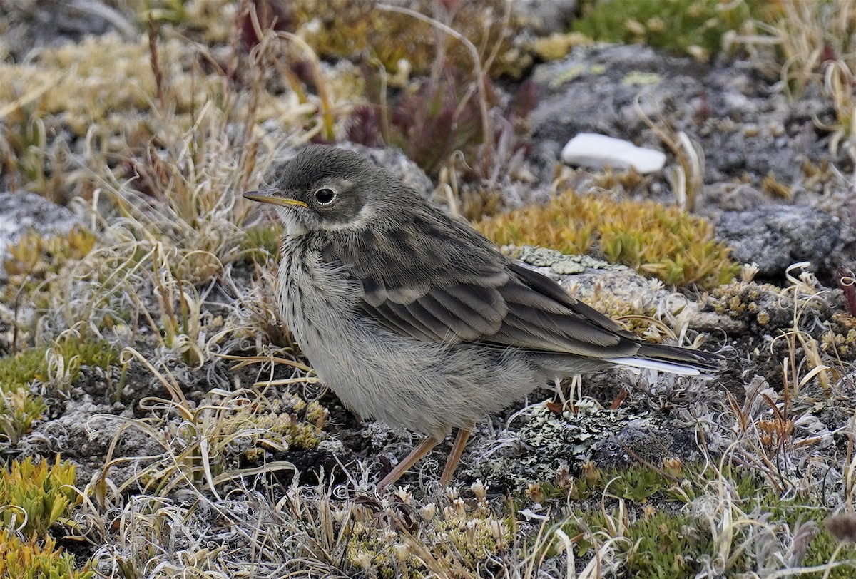 Spioncello del Pacifico - ML640982870