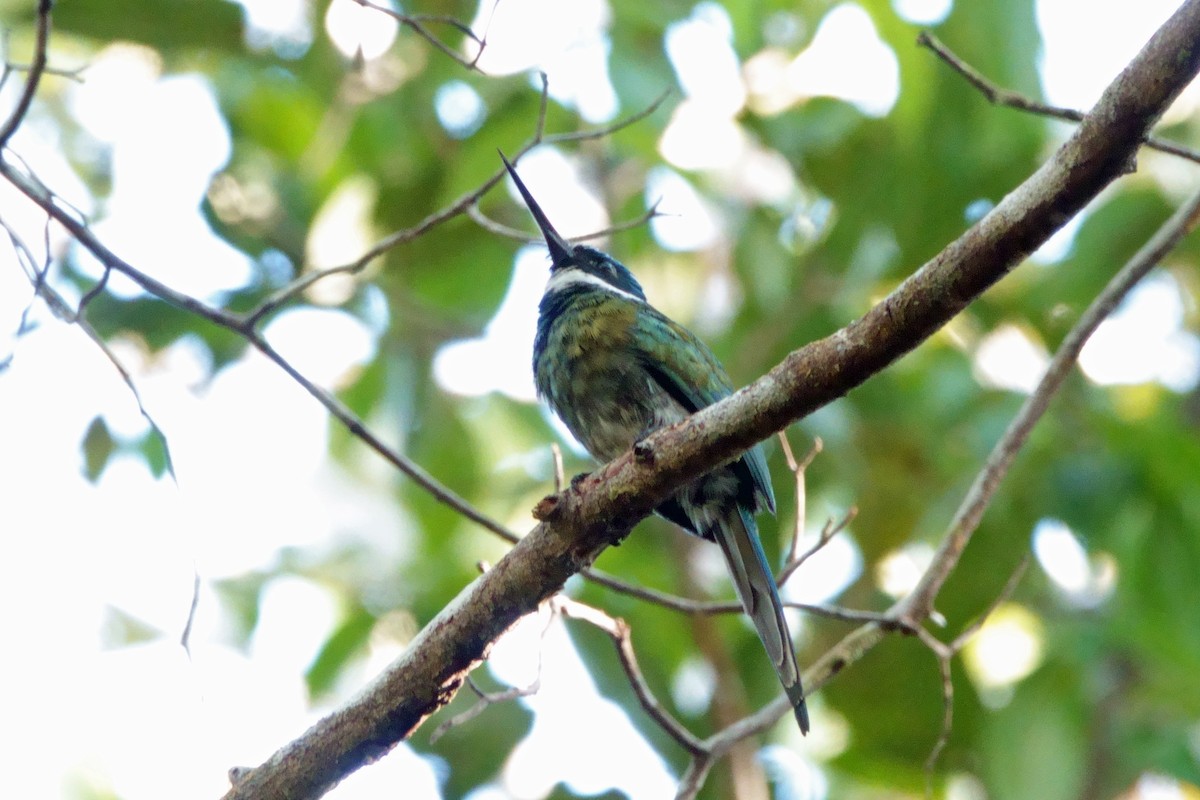 Bronzy Jacamar - ML640982915