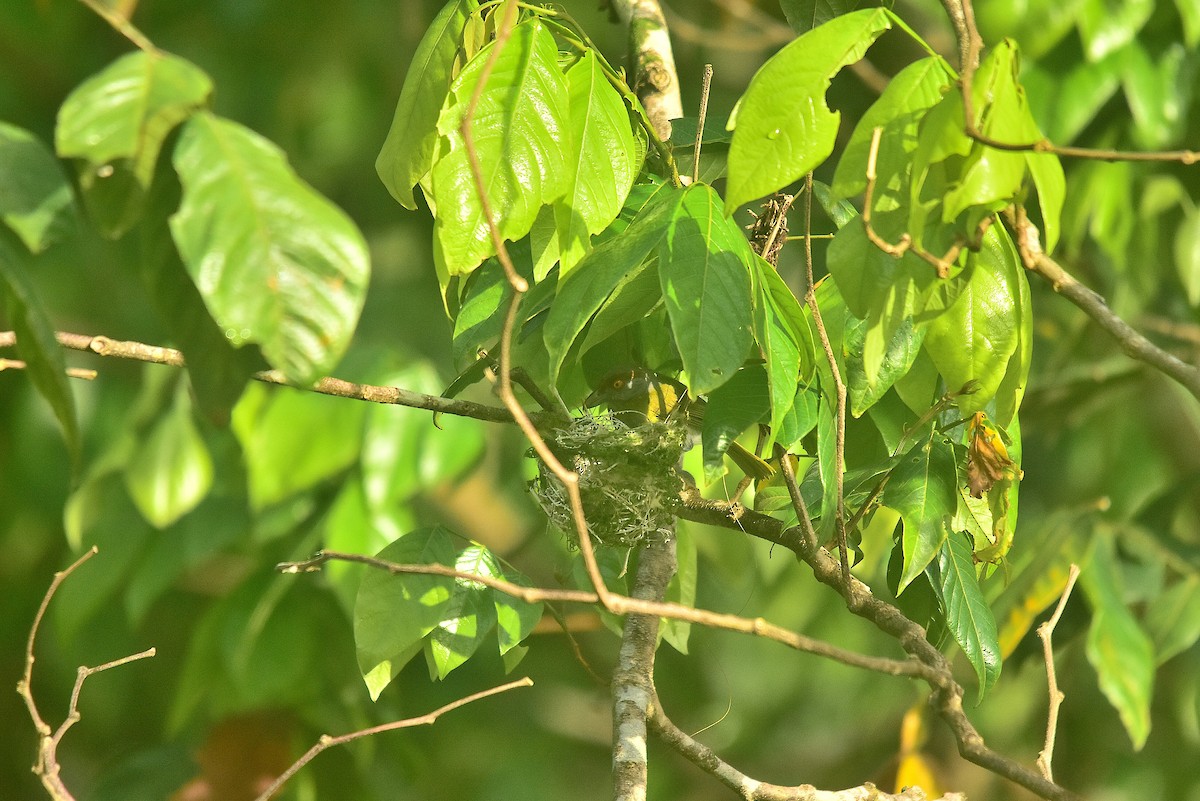 Rufous-browed Peppershrike - ML640982916