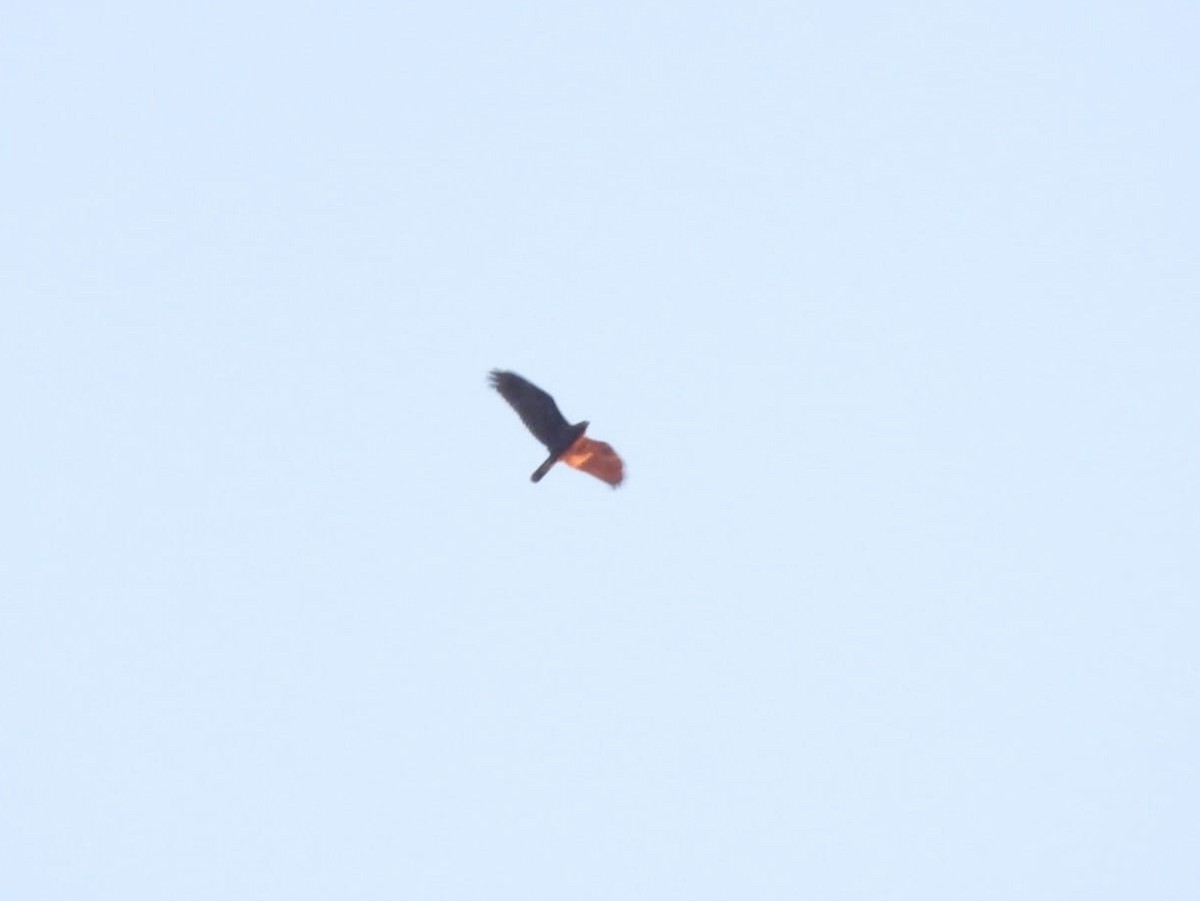 Western Marsh Harrier - ML640982981