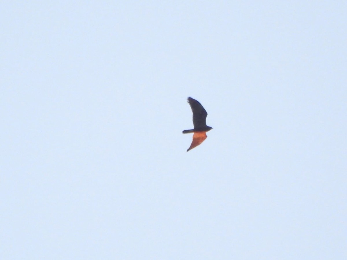 Western Marsh Harrier - ML640982982
