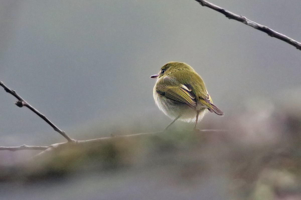 Hangnest Tody-Tyrant - Charley Hesse TROPICAL BIRDING