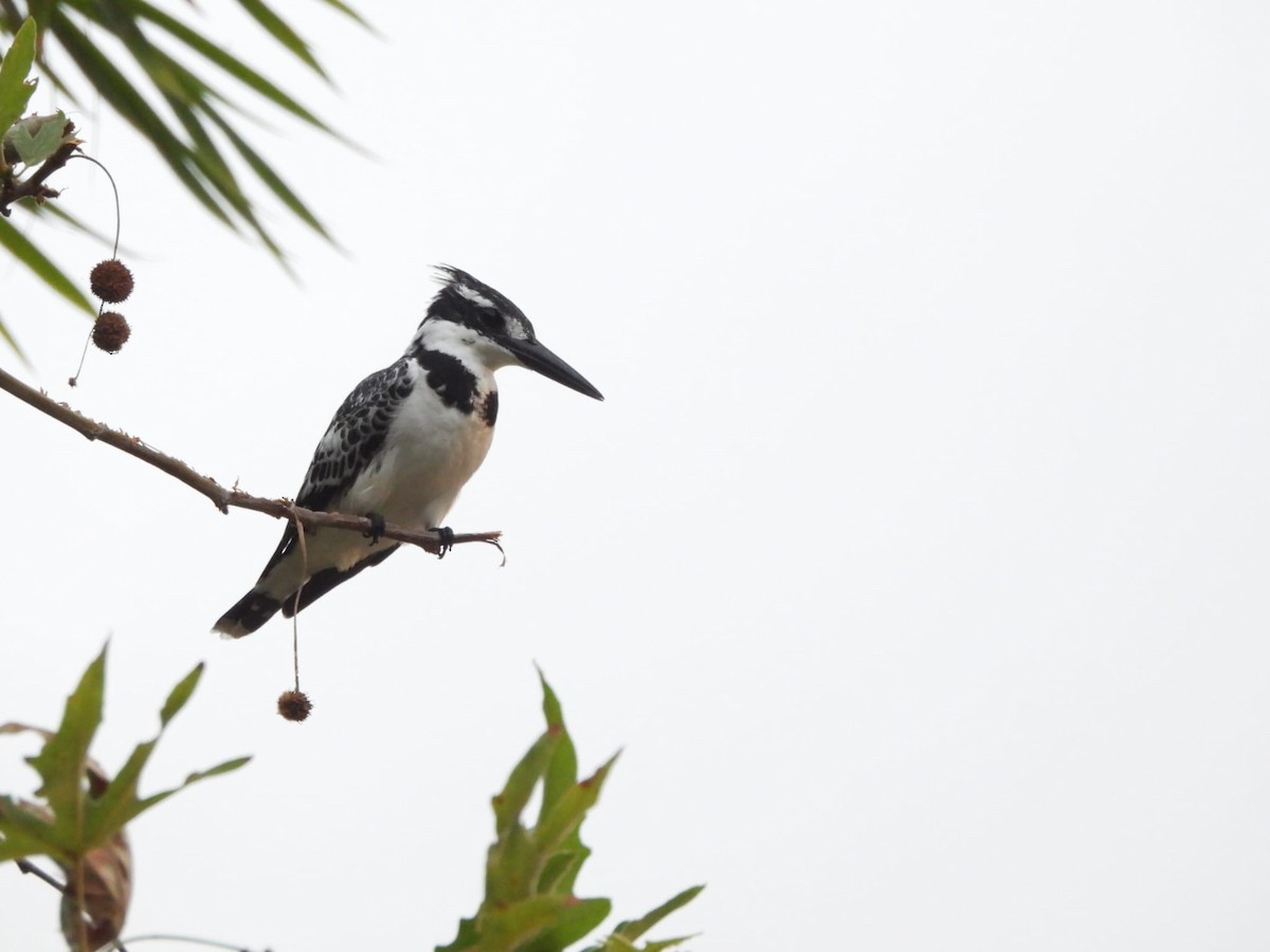 Pied Kingfisher - ML640983012