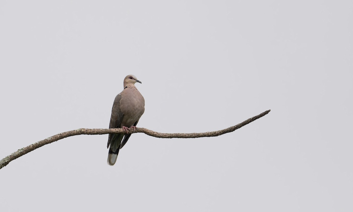 Red-eyed Dove - ML640983019