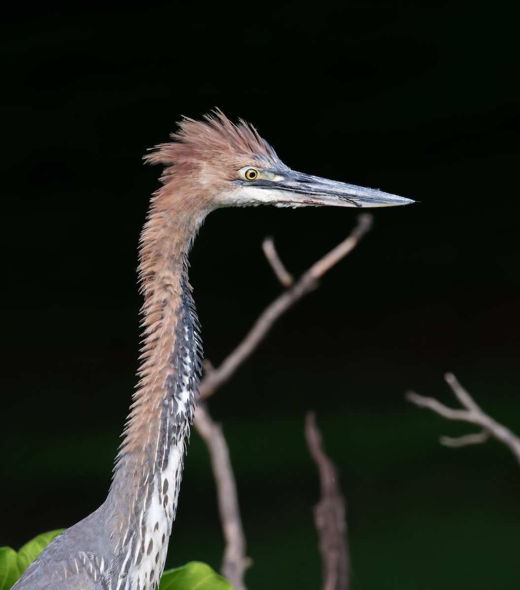Goliath Heron - ML640983054
