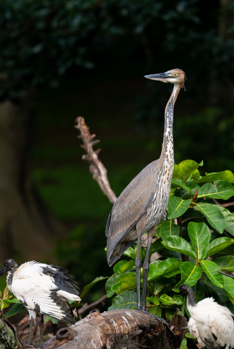 Goliath Heron - ML640983055