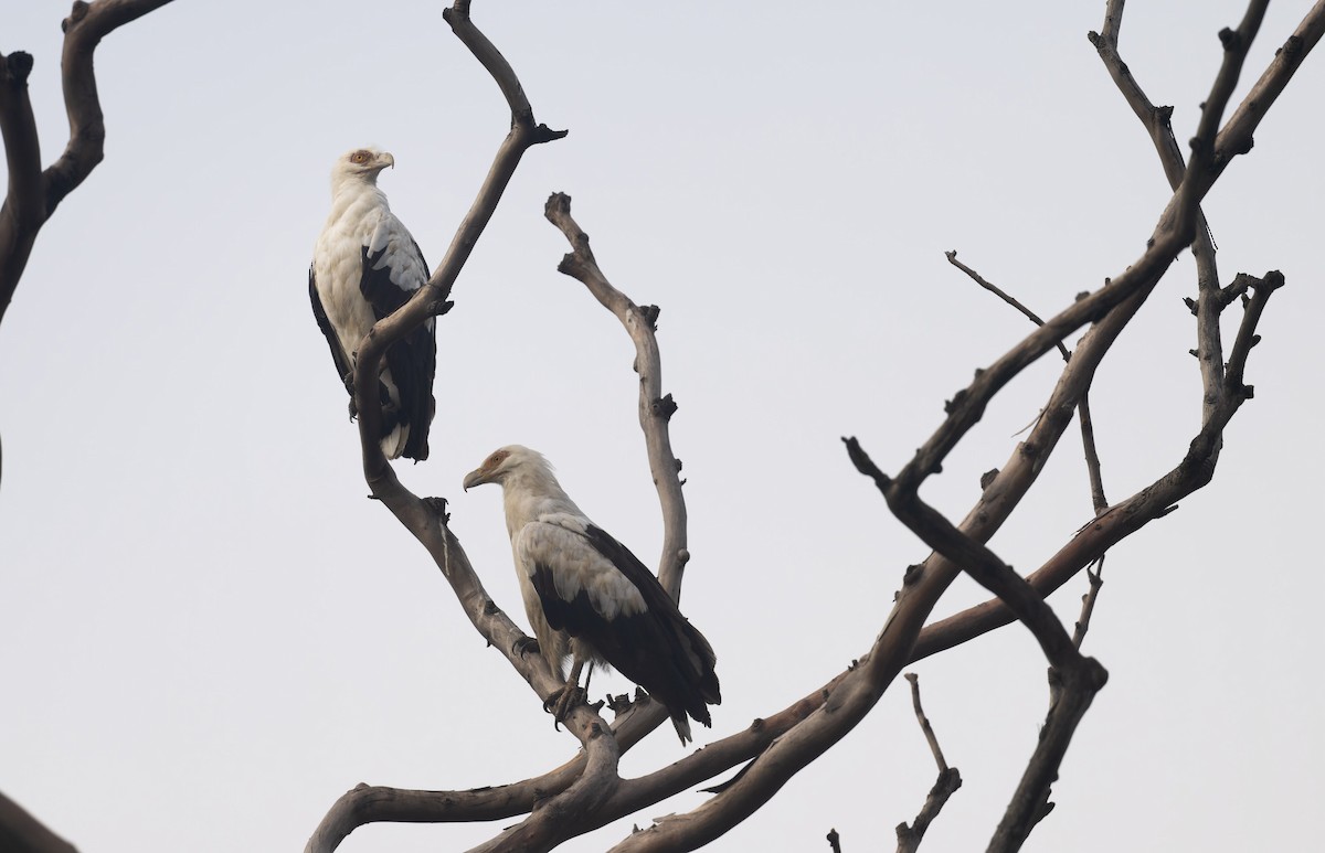 Palm-nut Vulture - ML640983073